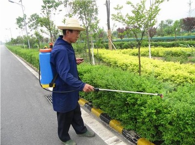 厂区绿化养护 冬青树的移植技巧与养护指南